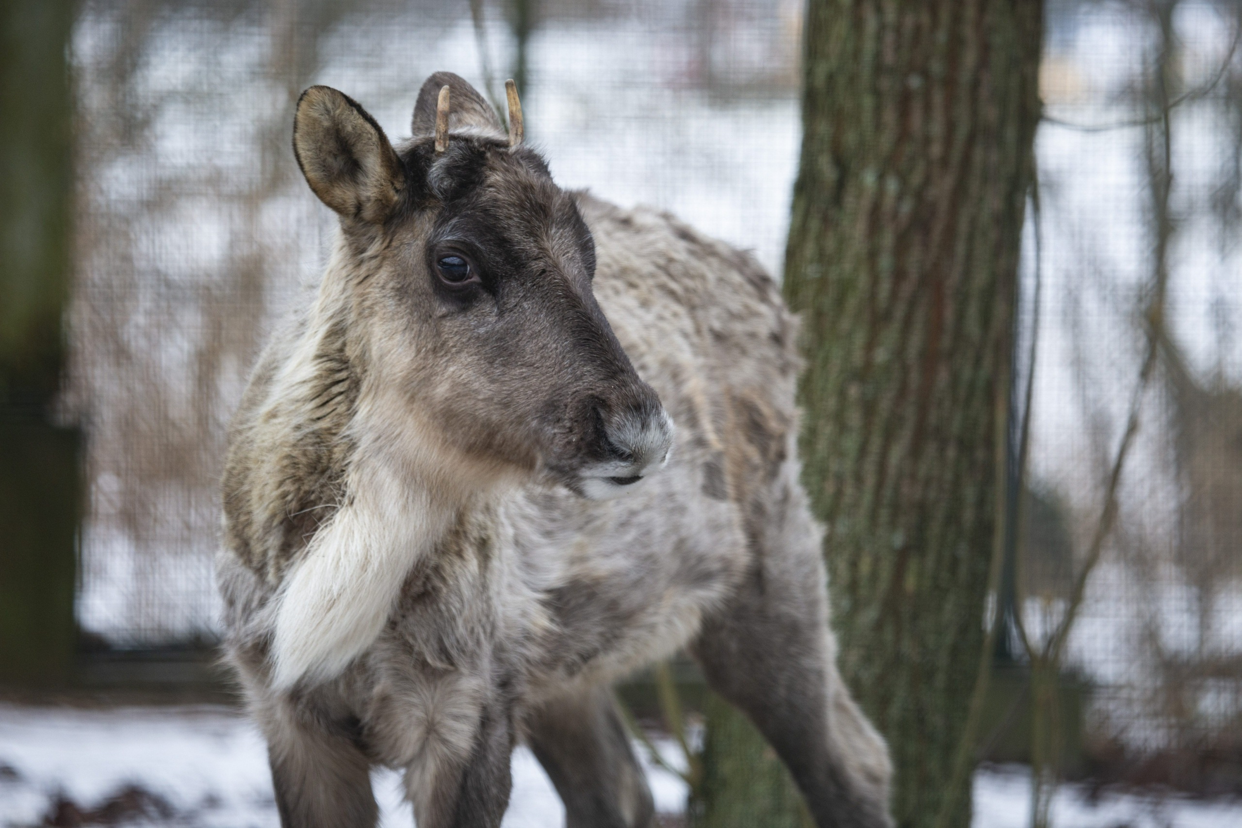 Muistatko Helsinkiin kaksi vuotta sitten eksyneen metsäpeuran? Nyt varmistui, mistä se oli kotoisin