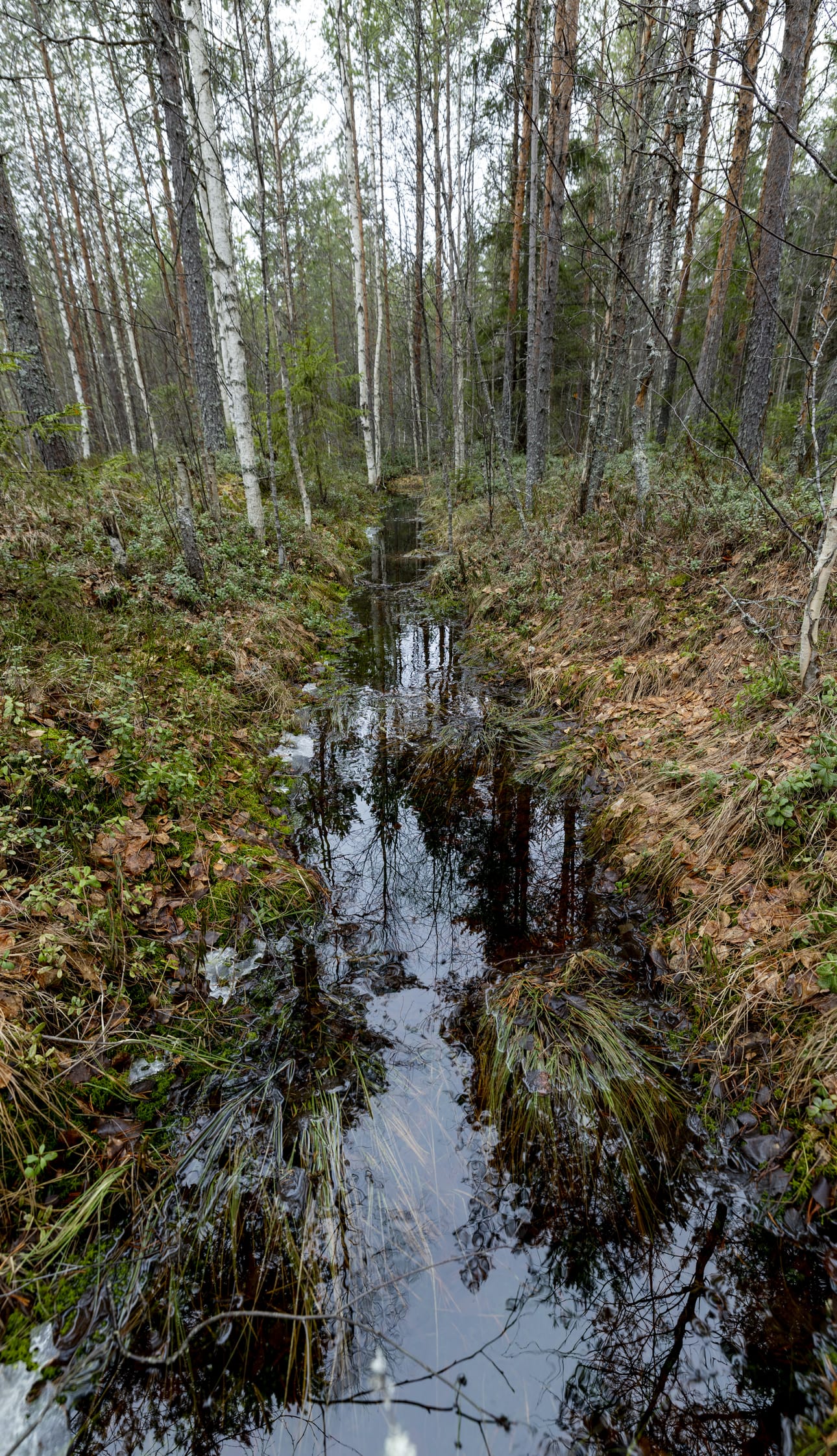 Suomessa on ojitettu metsiksi viisi miljoonaa hehtaaria entisiä soita. Se tarkoittaa noin viidesosaa kaikesta metsätalousmaasta.