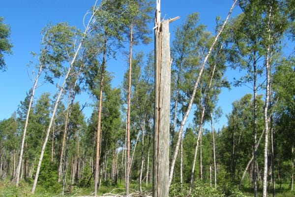 Juhannusmyrskyn jälkeistä lohdutonta näkymää Kristiinan pururadalta. KUVA: PAULI OJALA