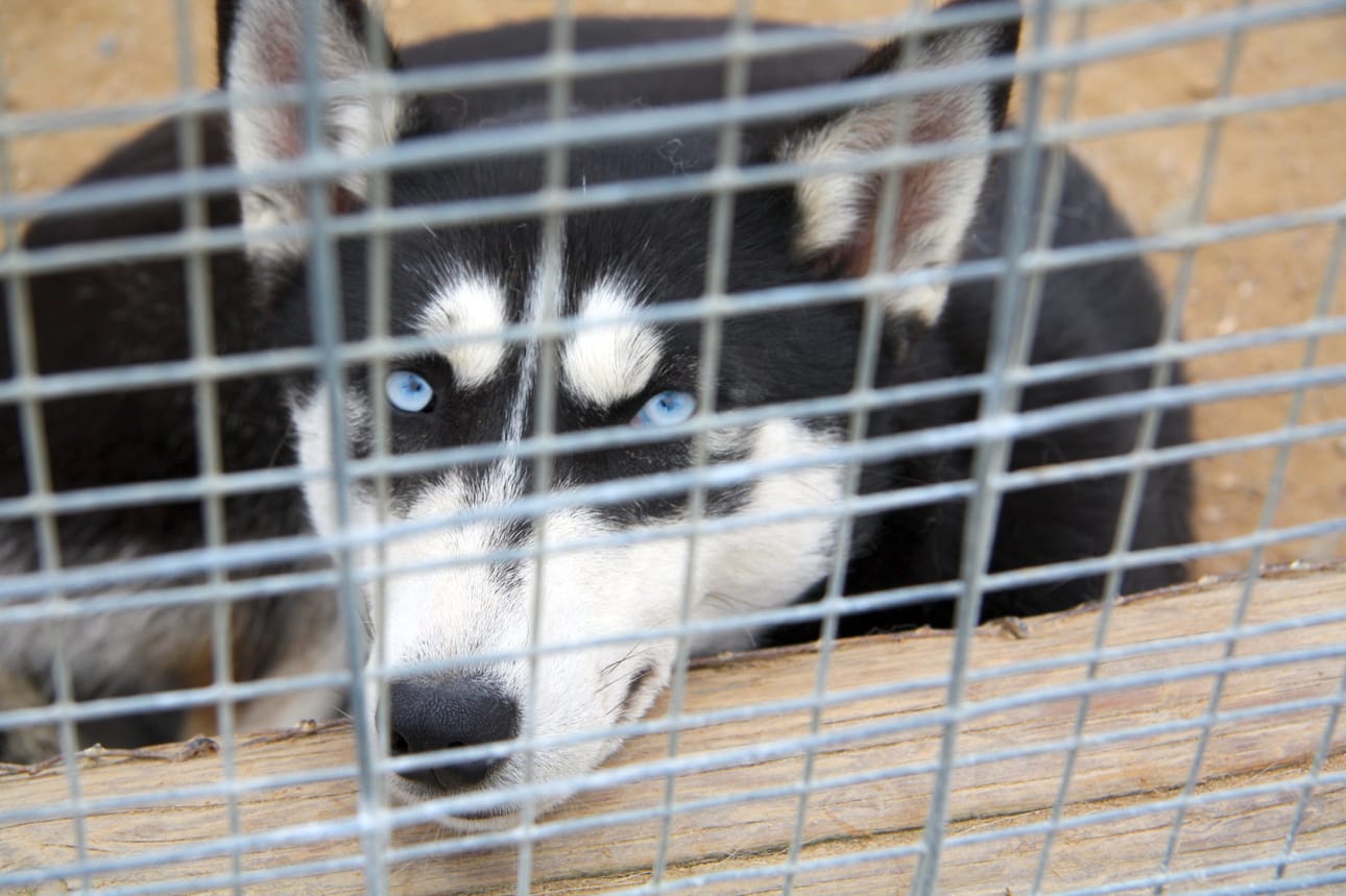 Huskyt nauttivat talvesta.
