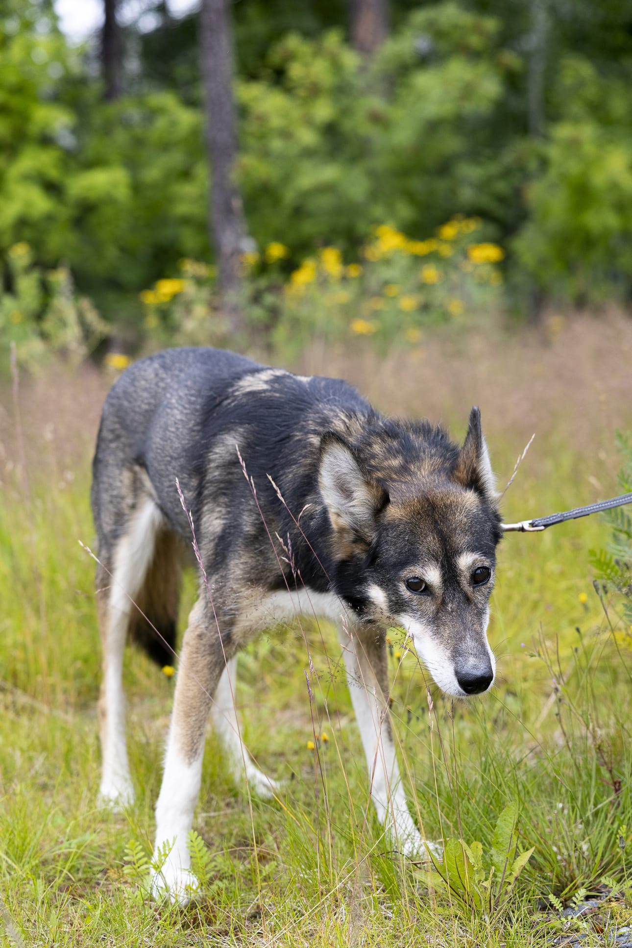 Linda Järventaustan 11-vuotias Rasta-husky on tullut Suomeen alun perin Alaskasta, jossa se toimi kilpailukoirana. Rasta tuotiin Suomeen valjakkokoiraksi, ja eläkkeelle jäätyään se löysi uuden kodin kotiuttamisohjelman kautta Järventaustan luota Rovaniemeltä.