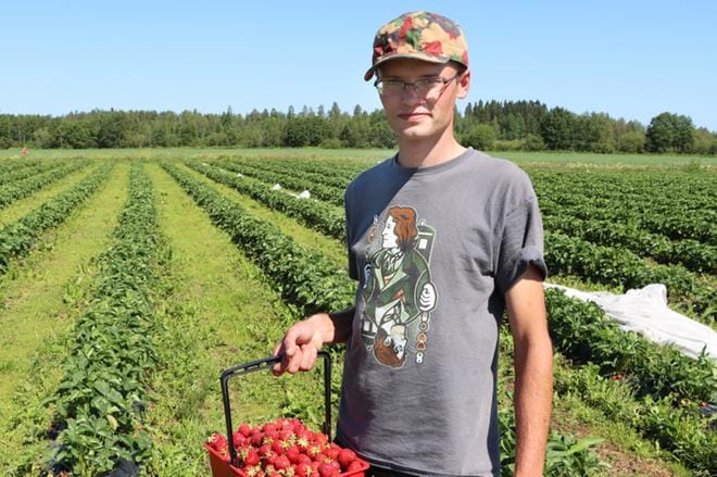 Lähialueen mansikkatilat ovat saaneet lisää työvoimaa Ukrainasta ja Venäjältä. Kuvassa Riihon tilan kesätyöntekijä Volodymyr Vyshniak. KUVA: TIIA ETELÄMÄKI
