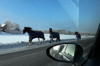 Hevoset karkasivat valtatielle Muhoksella