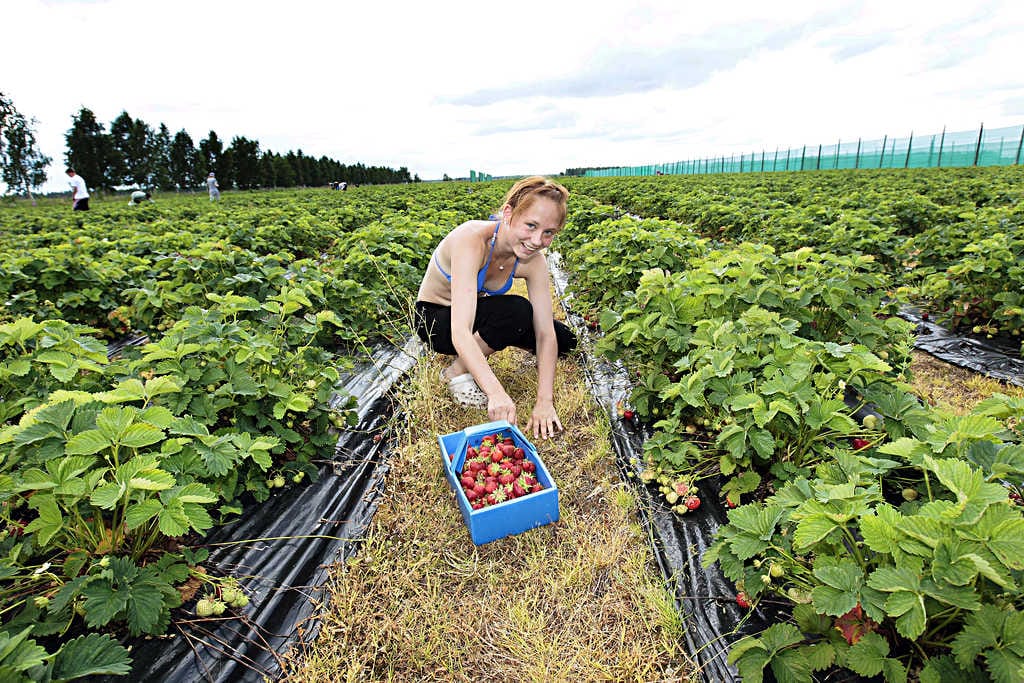 Mansikanpoimija Annika Parviainen työn touhussa Korkalan mansikkatilalla.
