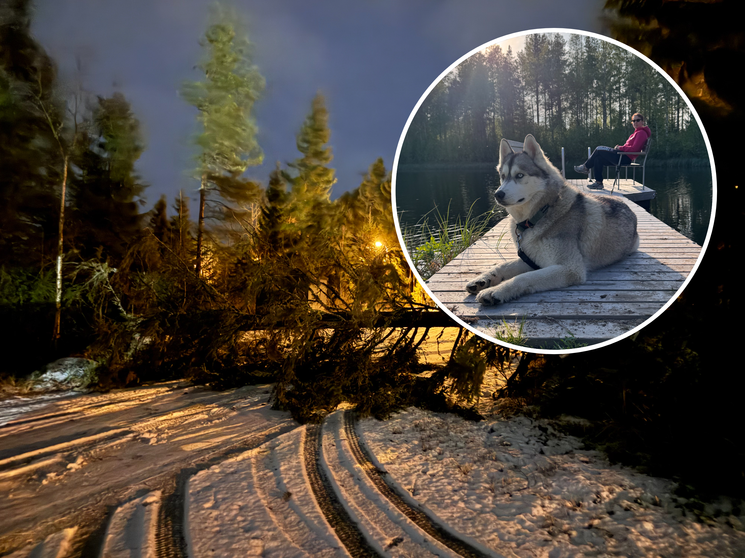 Seinäjokelainen Annika Koskela oli jäädä koiransa kanssa valtavan kuusen alle