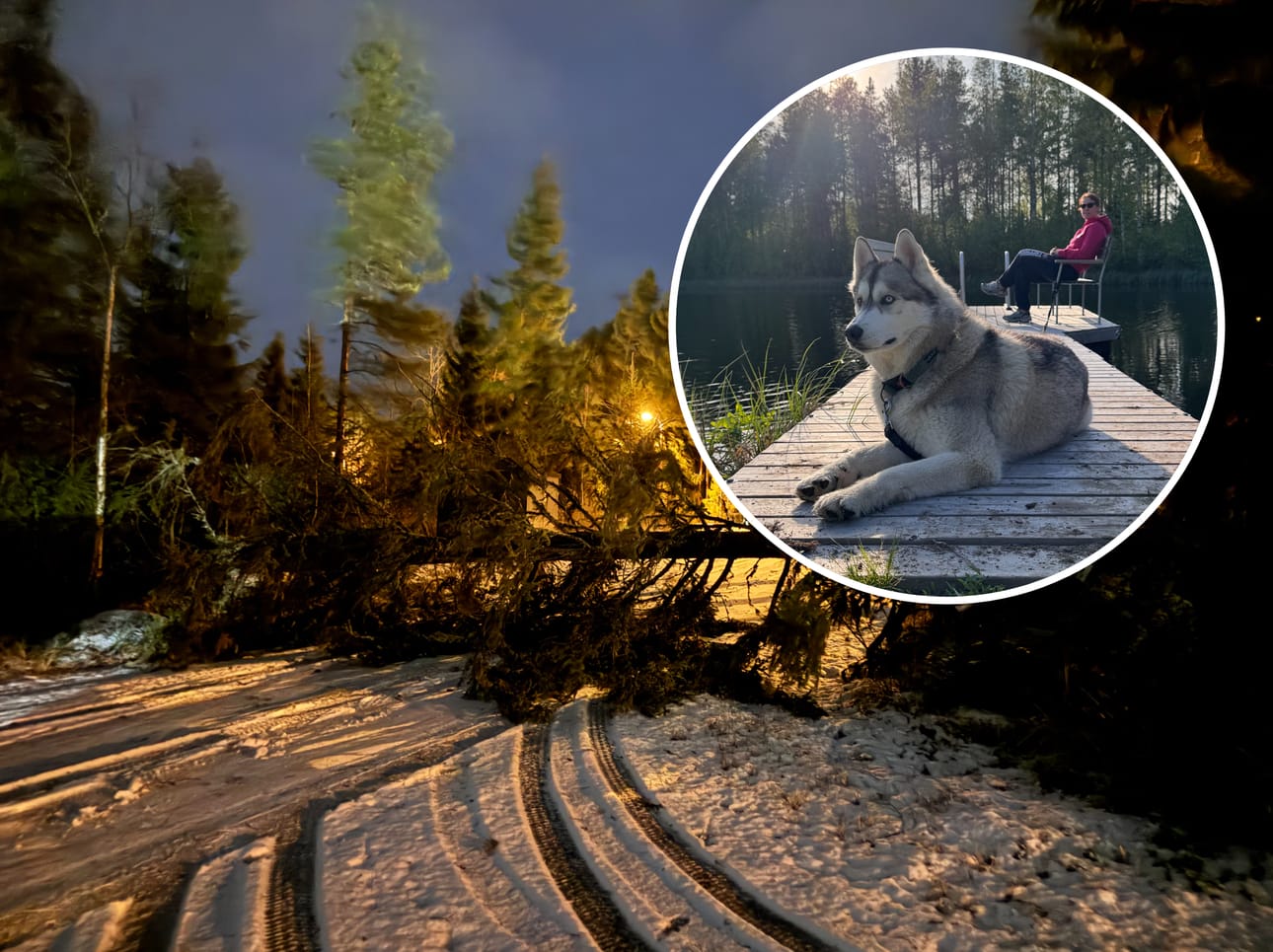 Koskelan mielessä oli, ettei vain puu kaatuisi. Ja niin siinä kävi.