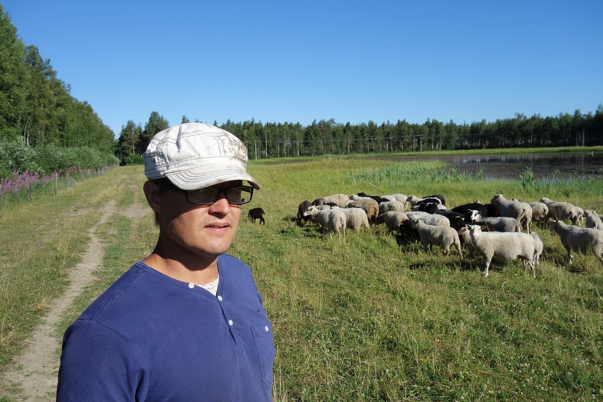 Sudet tappoivat parikymmentä eri-ikäistä lammasta Risto Ollilalta. Hän on siirtänyt koko viikon ajan loppuja lampaita turvallisempaan ympäristöön. Edes sähköaita ei pidätellyt susia.
