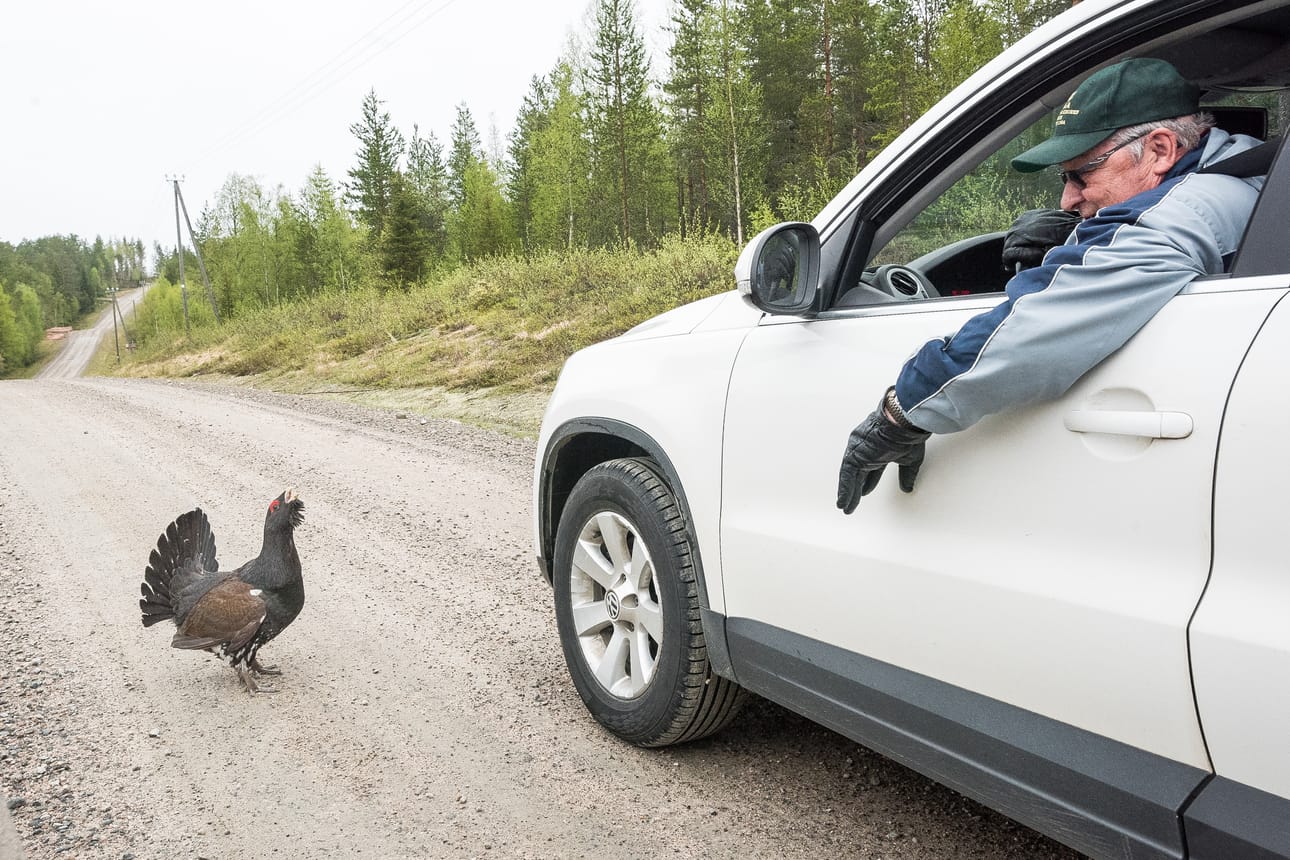 Kuvassa Koillissanomien tapaama metso ja Heino Auer Virransalmella toukokuun puolivälissä.