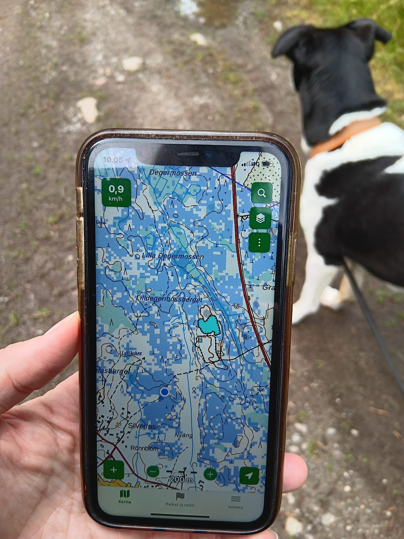 Mustikkakartta näyttää, että Alskatintien varrella olevat metsät ovat sinisenään mustikkaa. Kartalla mustikan kasvupaikat esitetään sinisillä neliöillä. Missä neliöitä on tiheästi, on mustikkaa todennäköisimmin.