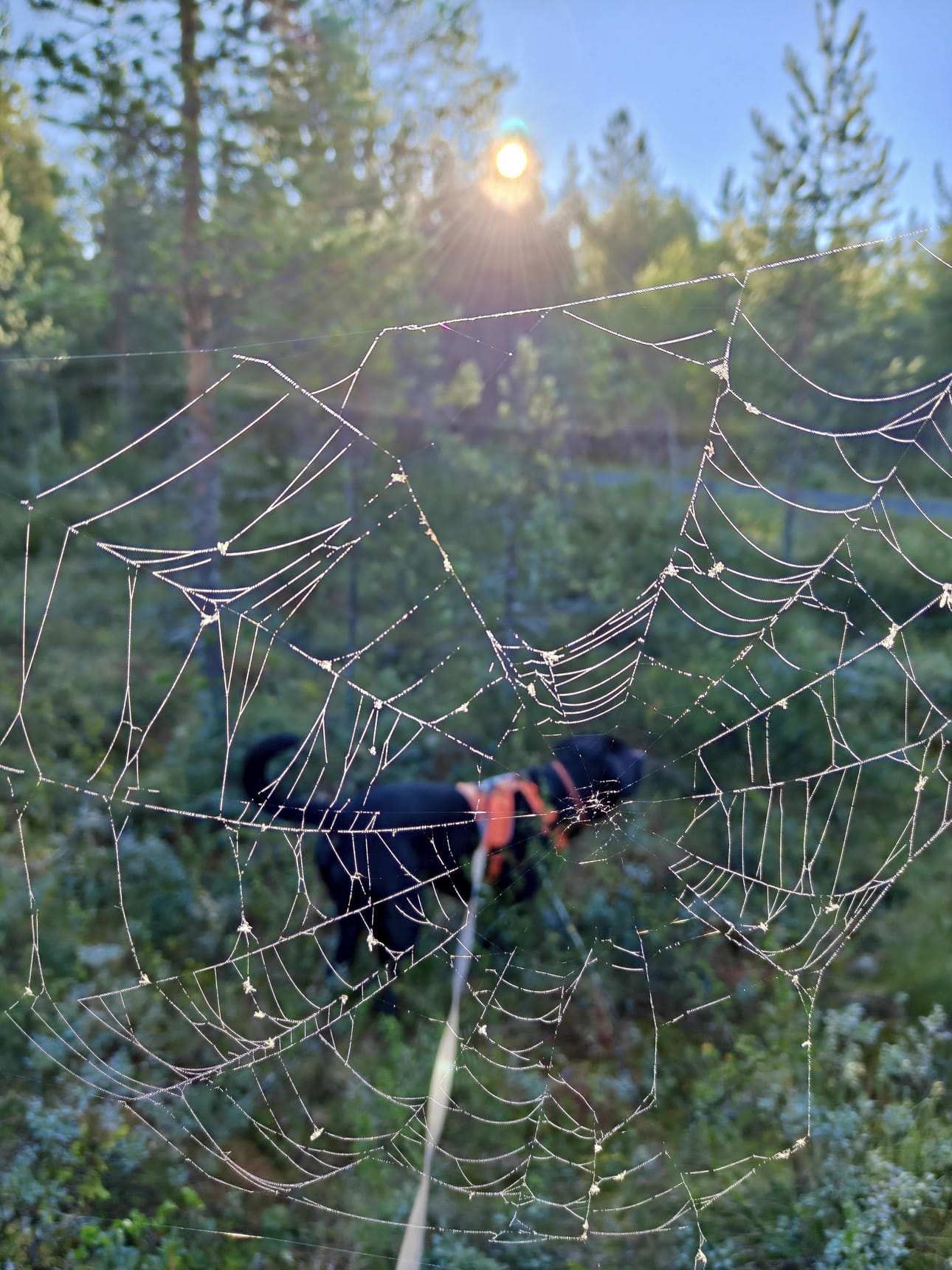 Hieno huurteinen hämähäkinseitti keskellä heinäkuuta piristi aamua. Varmaan aika harvinainen ilmiö. Kuvat otettu 16.7. kello 6 aamulla.