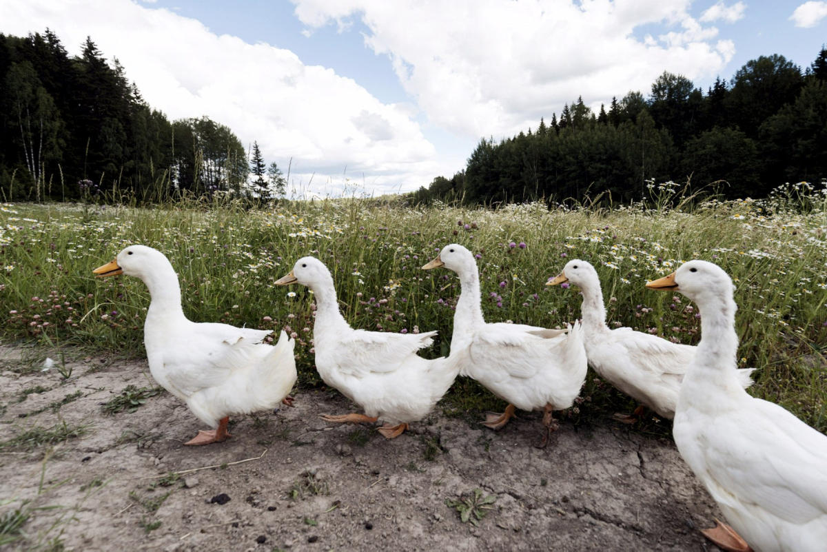 Laitumella partioivat ankat pitävät huolen, ettei haitallinen vieraslaji pääse leviämään – tänä kesänä siipiväkeä hyödynnetään etanajahdissa ainakin Fiskarsissa, Espoossa ja Tuusulassa