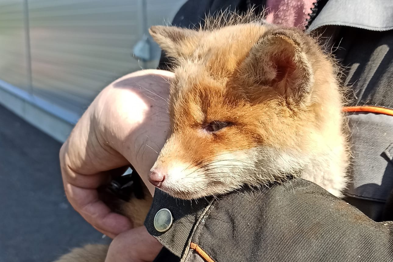 Pieni Pihla-kettu on nyt Kuusamon Suurpetokeskuksessa hoidossa.
