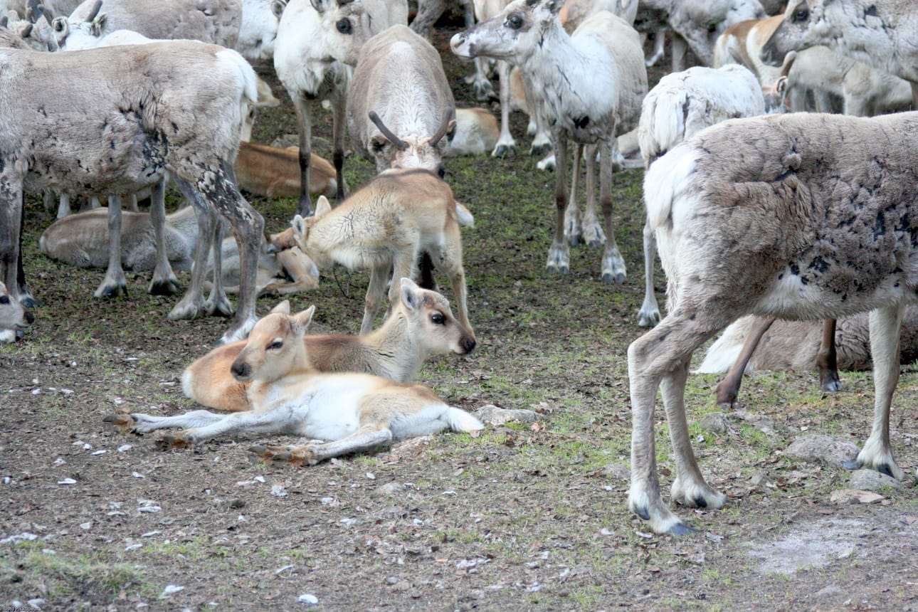 Niitä ennakkoluuloja, että poromiehet tappavat yksintein kaikki pedot on hälvennettävä ja poromiesten on tässä asiassa syytä katsoa myös peiliin. Kainuuta ja Koillismaata ei tule myöskään vaatia minkäänlaiseksi petoreservaatiksi.