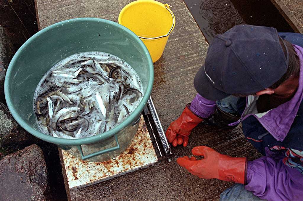 Metsähallitus istutti lähes puoli miljoonaa kalanpoikasta Kainuussa, Koillismaalla sekä Keski- ja Pohjois-Pohjanmaalla sijaitseville valtion vesille. Suurin osa kalanpoikasista oli siikoja.