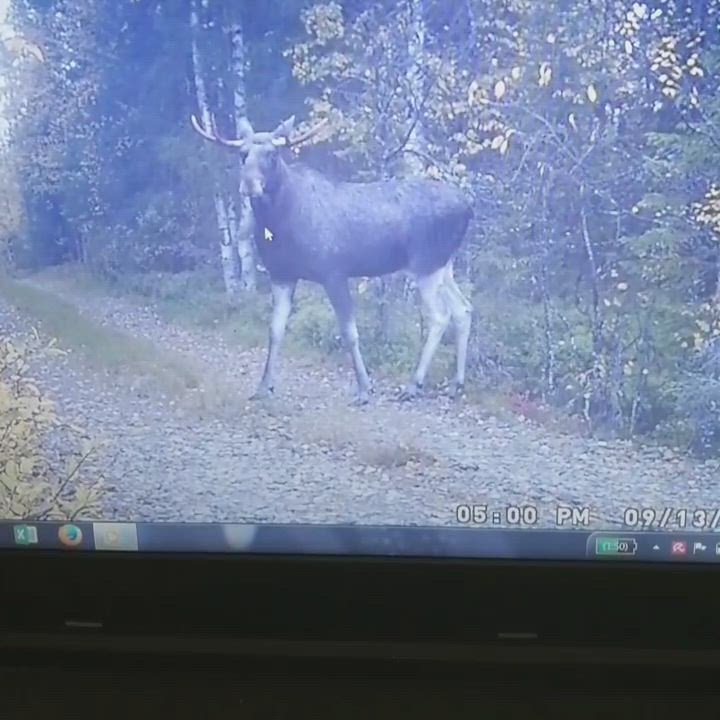 Mökkitien hirvi