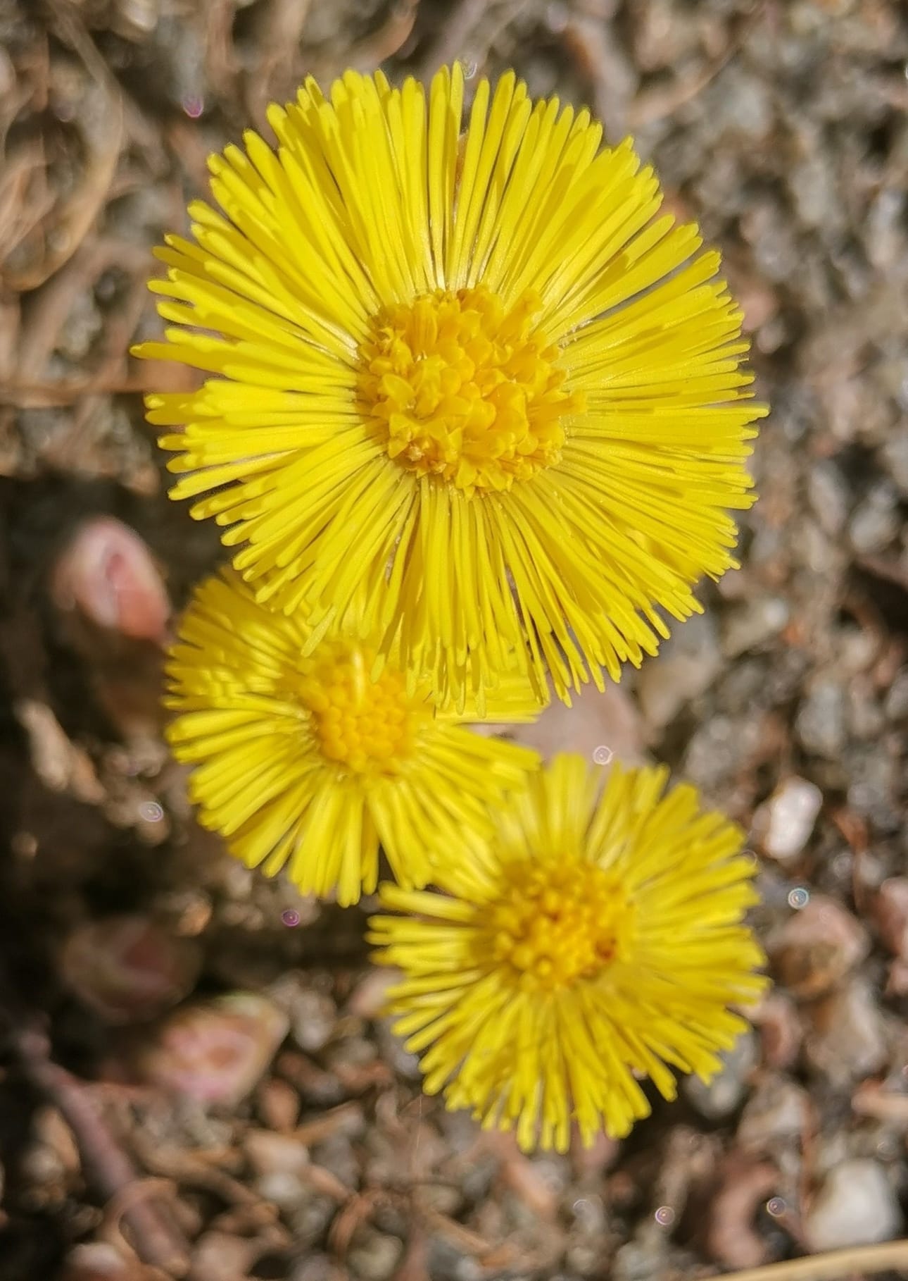 Leskenlehdet kukkivat kevään sylissä.