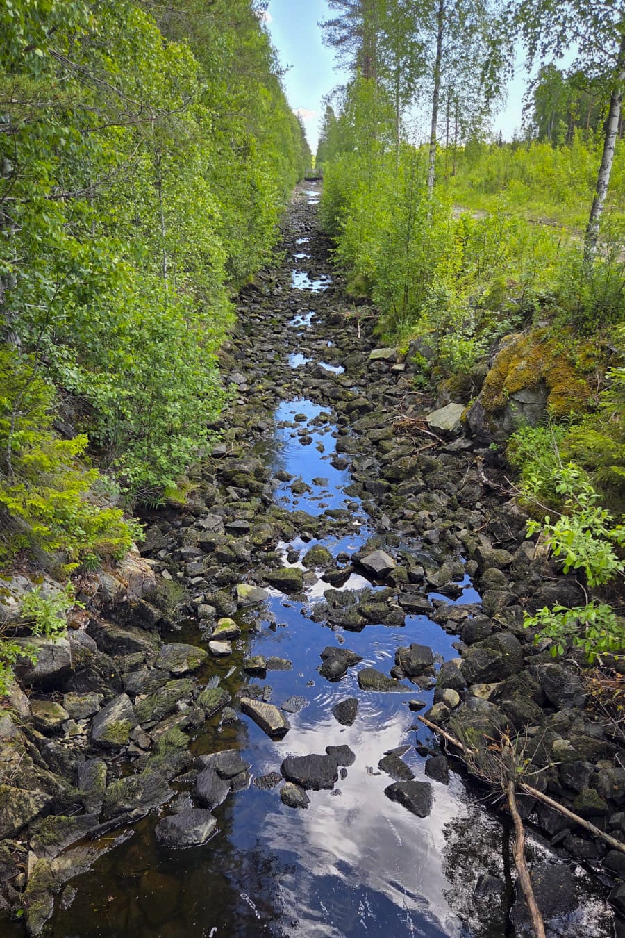 Lähes kuivuneessa makeavesikanavassa pyöriskeli harjuksia "henkensä hädässä".