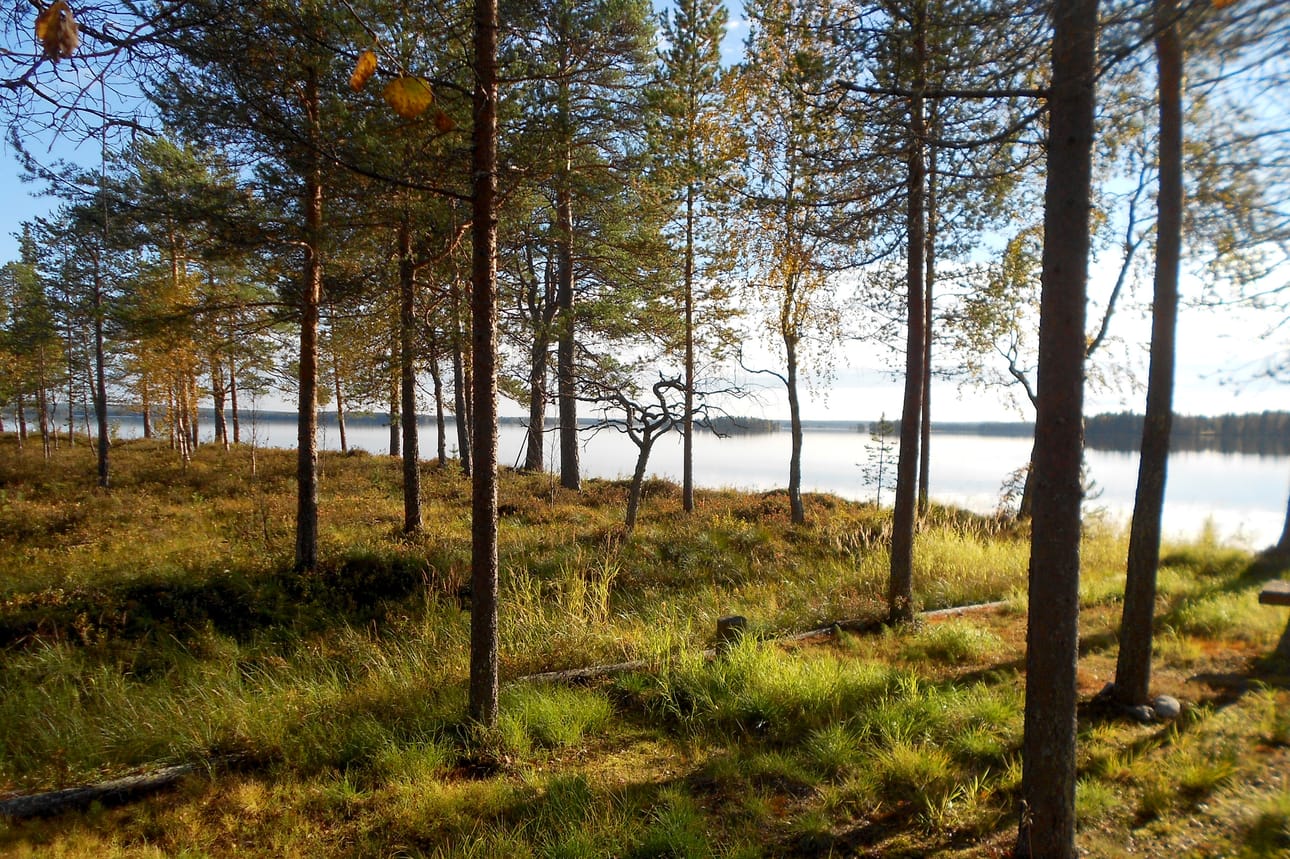 Taivalkosken sydänpuu. Olisi vielä mukava tietää, missä näin sydämellinen paikka on?
