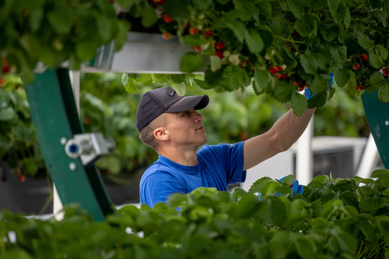 Dima on saapunut Myllylammen marjatilalle Moldovasta. Hän on Arto Kujanpään mukaan tehokas poimija, parhaimmillaan Dima on poiminut 195 kiloa mansikkaa seitsemässä tunnissa.