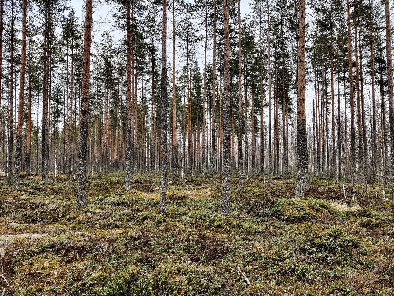 Rahkola-Hautakankaan tuulivoima-alue. Kuva on Hautakankaan männiköstä.