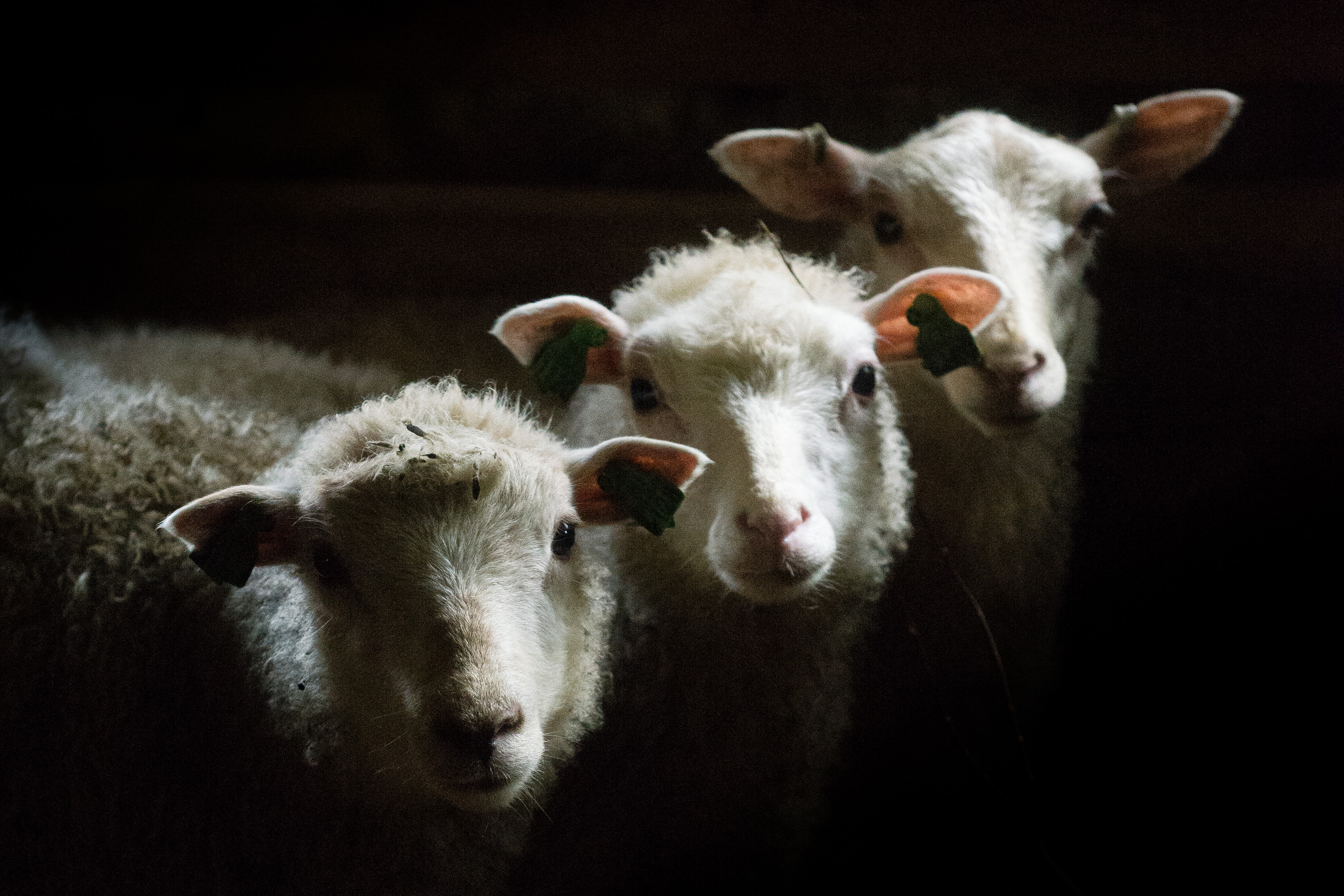 Yli 500 haluaa Koillismaalle lammaspaimeneksi