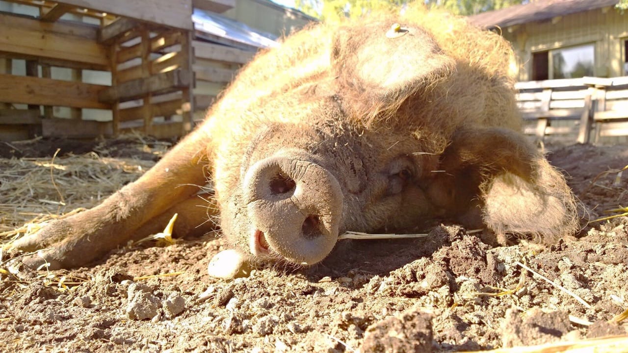 Möhkö on tilan isännän Janne Ranuan mukaan hyvin ihmisystävällinen ja hellyydenkipeä.