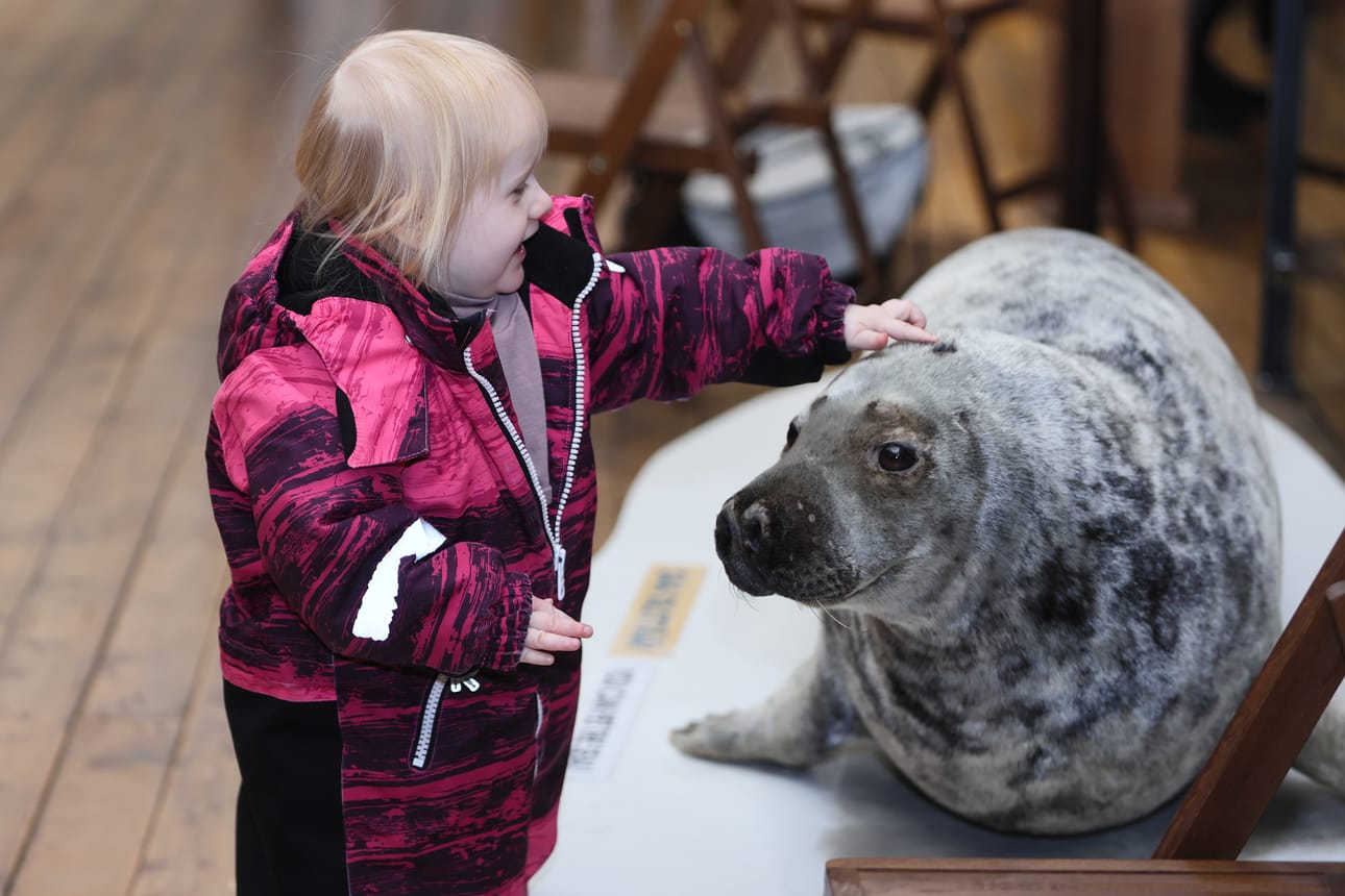 Kaksivuotias Siiri Tuomaala ilahtui Kruununmakasiinimuseon hylkeestä. Myös esimerkiksi piilotettujen nappien kerääminen osoittautui hänestä hauskaksi puuhaksi.