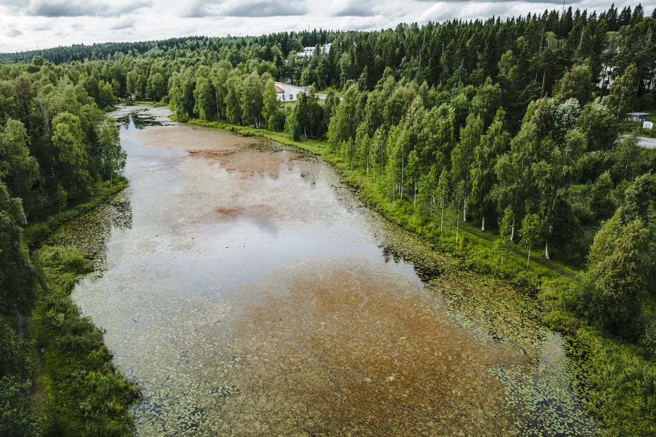 Tältä näytti Ruokolampi ennen niittoa. Kasvillisuuden lisäksi lammen pinnassa näkyy punaista lietettä, johon niitto ei auta.