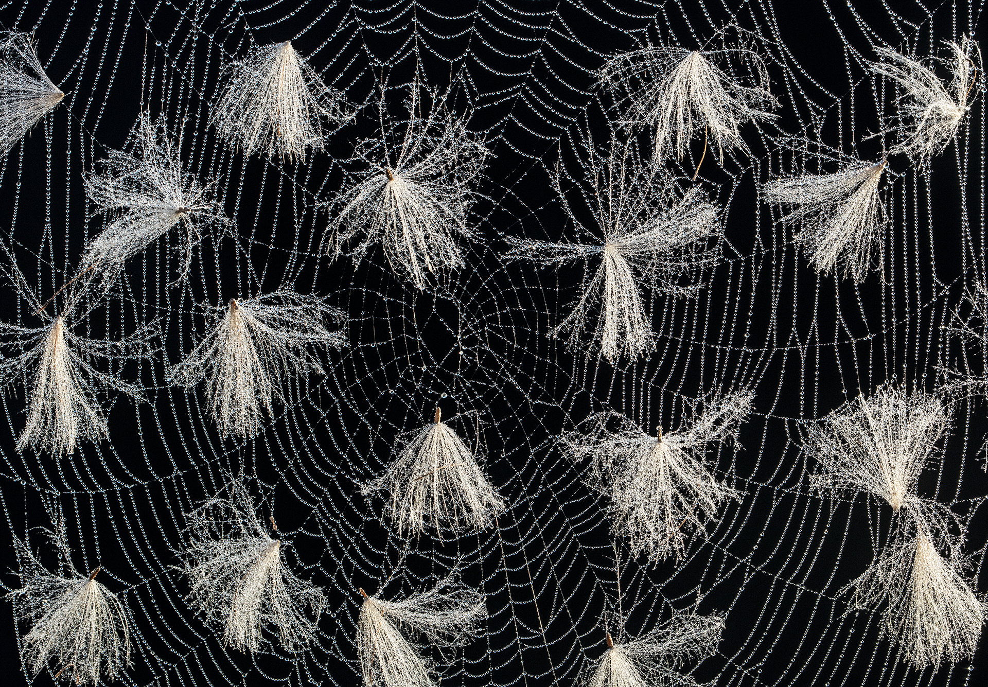 Kasvit ja sienet: Hannu Ahonen, Jyväskylä