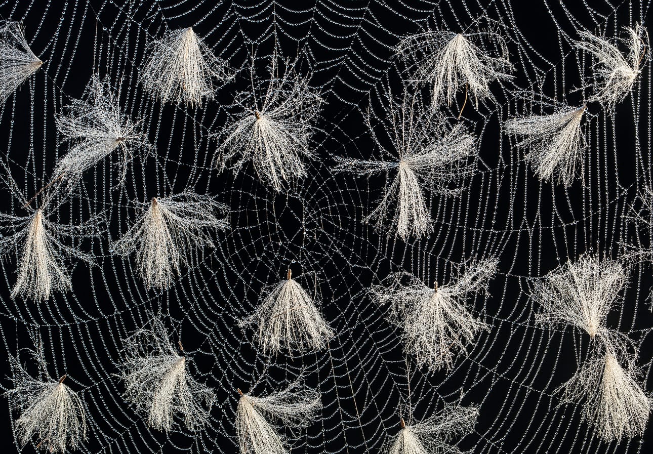 Kasvit ja sienet: Hannu Ahonen, Jyväskylä