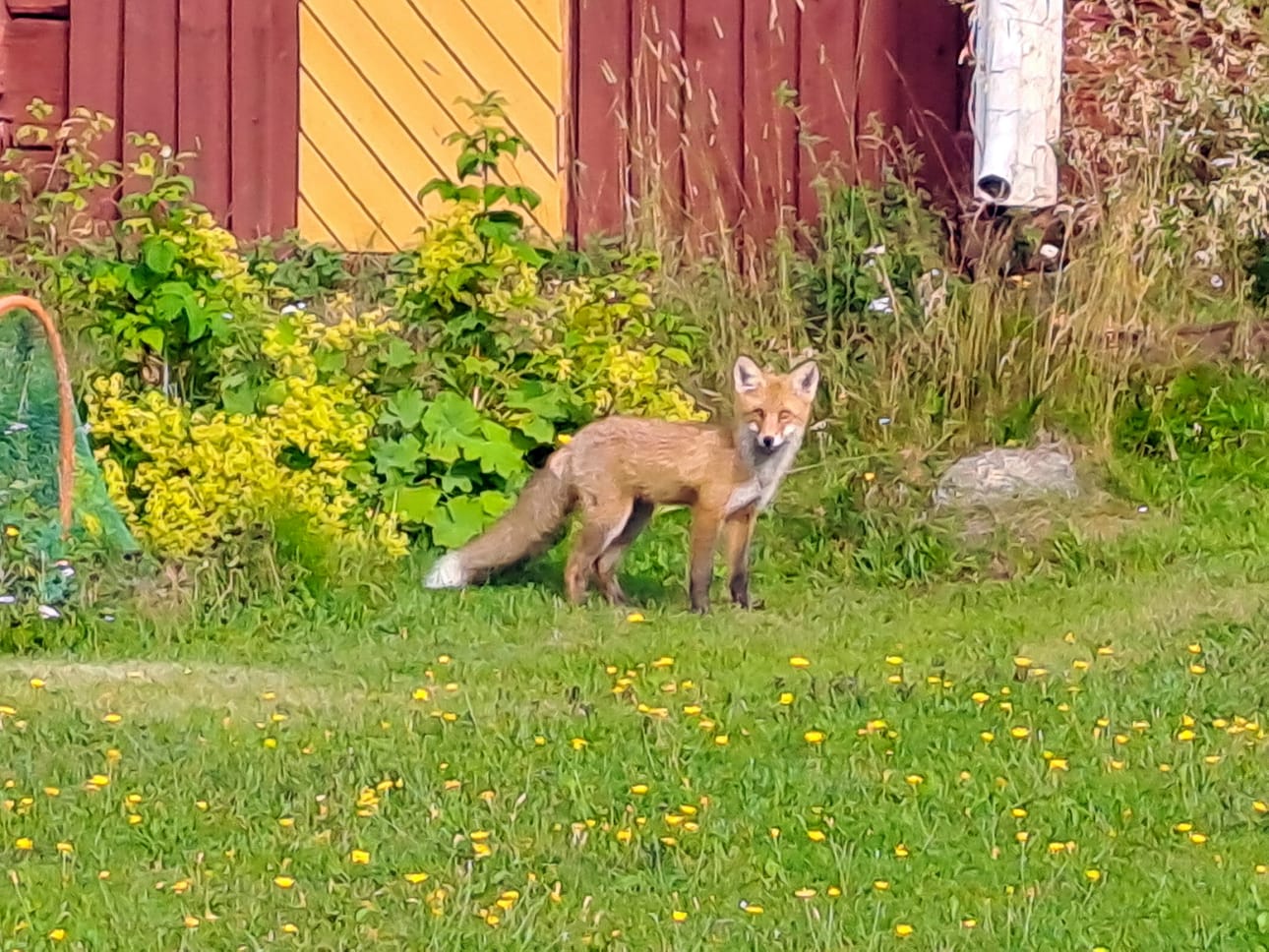Tämä omaa kenkävarastoaan kasaava repolainen ei ole turhan säikky.