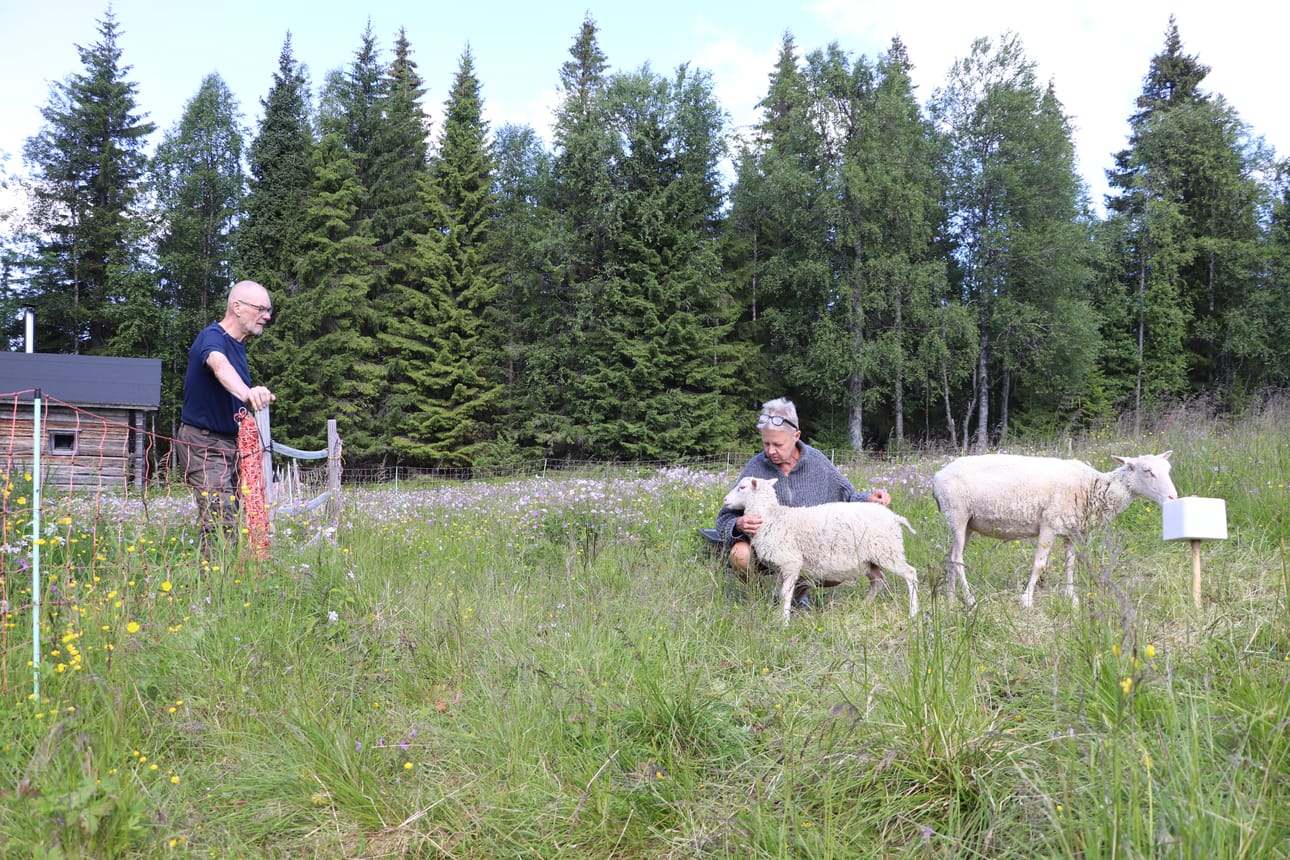 Syötteen kansallispuistossa Rytivaarassa lampaat tekevät läpi kesän maisemanhoidollista työtä. Lammaspaimenet vaihtuvat viikoittain.