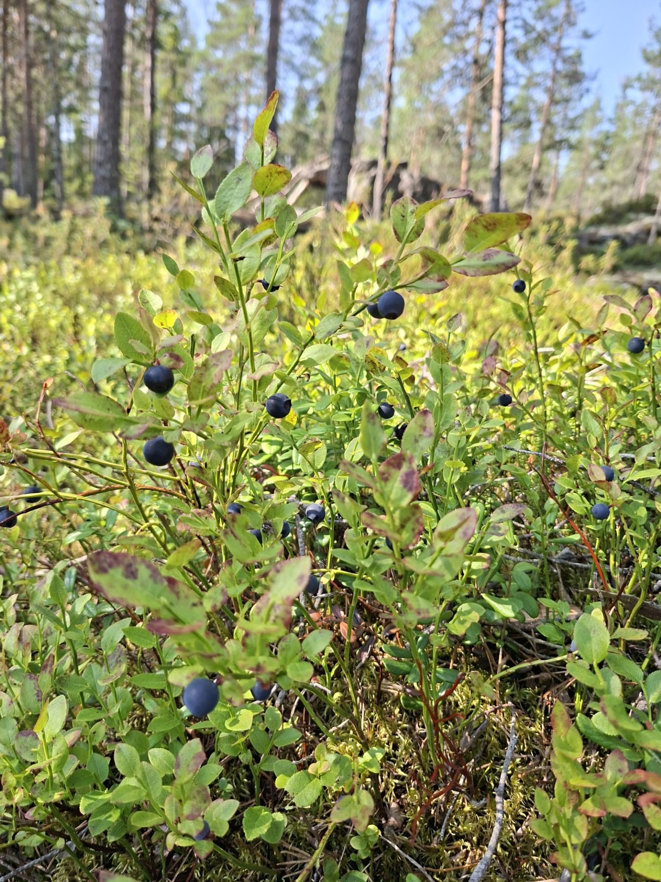 Mustikkasadosta odotetaan hyvää tänä vuonna.