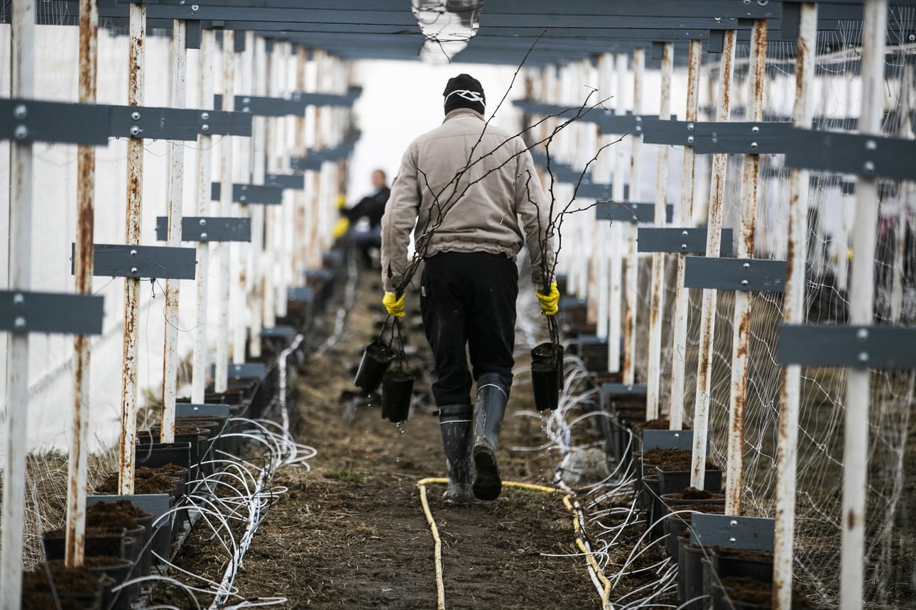 Suomessa on kevät- ja kesäsesongin aikana normaalisti noin 16 000 ulkomaalaista työntekijää. Ukrainasta ehti saapua maahamme vain yksi lento, ennen kuin maa määräsi, ettei se päästä kansalaisiaan kausityöntekijöiksi rajojen ulkopuolelle.