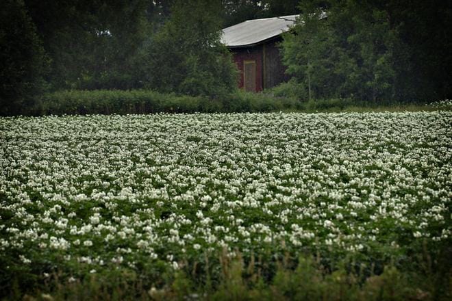 Ruokavirasto kehottaa ilmoittamaan kaikista koloradonkuoriaisepäilyistä. Ilmoituksen voi tehdä puhelimella numeroon 0408014407 (varmimmin virka-aikana klo 10 – 16). Ilmoituksen voi tehdä myös kuvan kera multimediaviestinä tai WhatsApp-viestinä. ARKISTOKUVA:JENNI LATVA