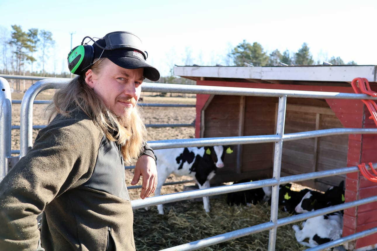 Tuukka Kivioja käy katsomassa vain muutaman viikon ikäisiä vasikoita tilallaan Mankilassa.