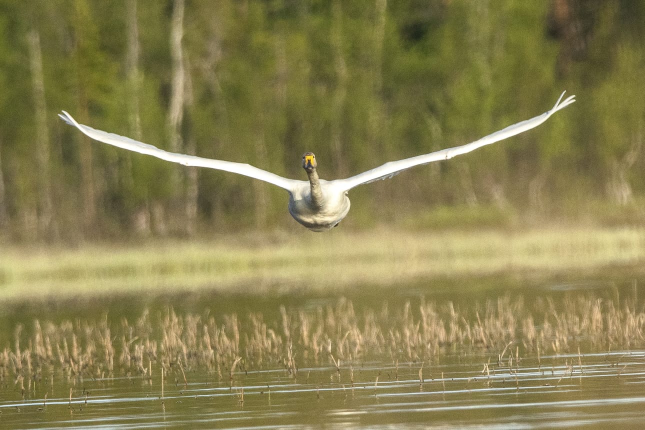 Laulujoutsenta on syytetty muiden vesilintujen taantumisesta.