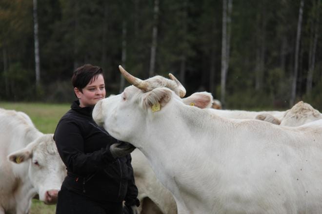 Alahärmäläisellä Sofia Kankaansyrjällä on pihvikarjatila. Rapsutettavana on emolehmä Paiste. KUVA: MIA KÄRKKÄINEN