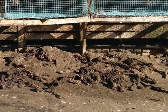 Kuva: Oikeutta eläimille –järjestö