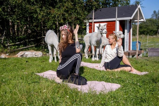 Joogaohjaaja Cecilia Weckström (oik.) järjestää Aava Kertun kotitilalla alpakkajoogaa aikuisille ja pupujoogaa lapsille. Kuvat: Niko Peltoniemi.