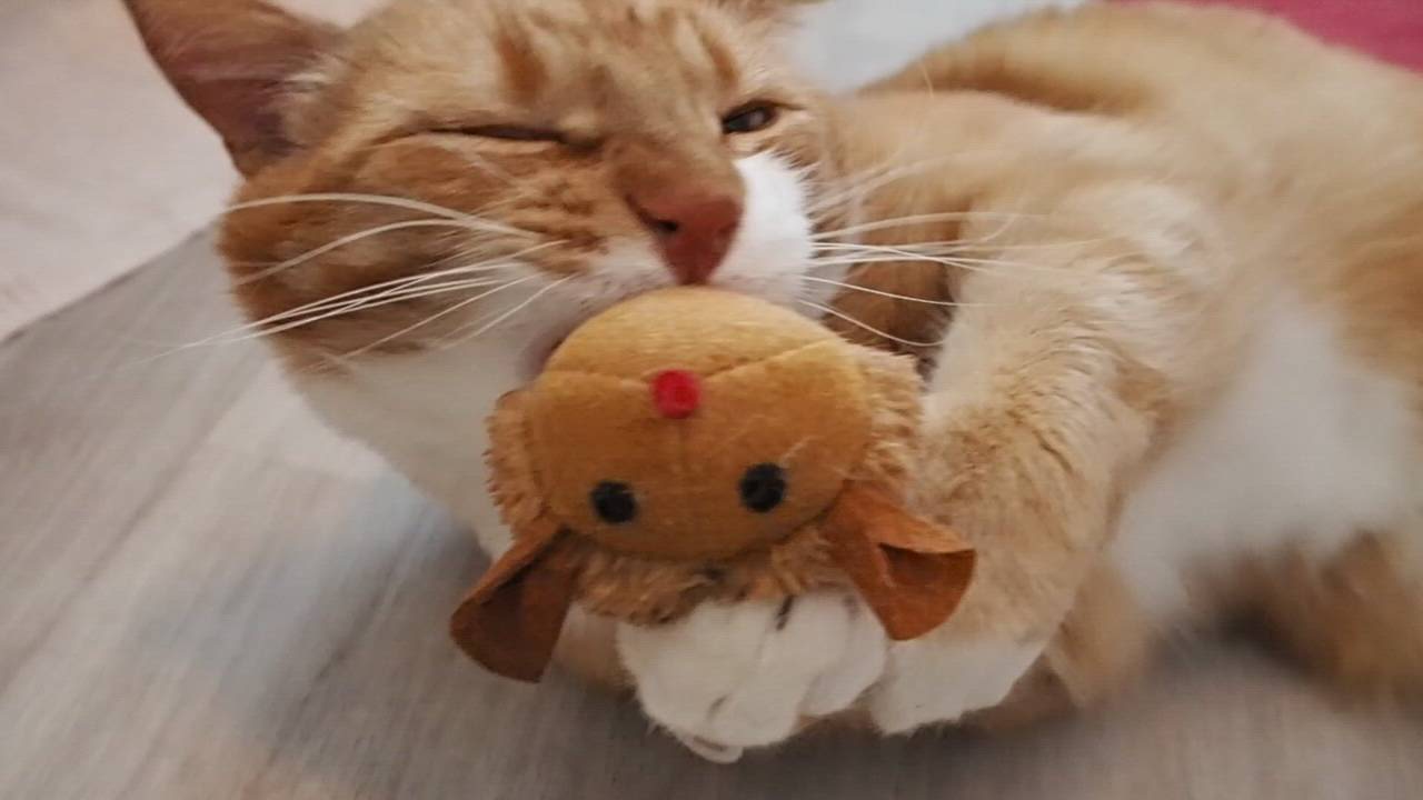 Pepe leikkii kissanminttuhiirellä