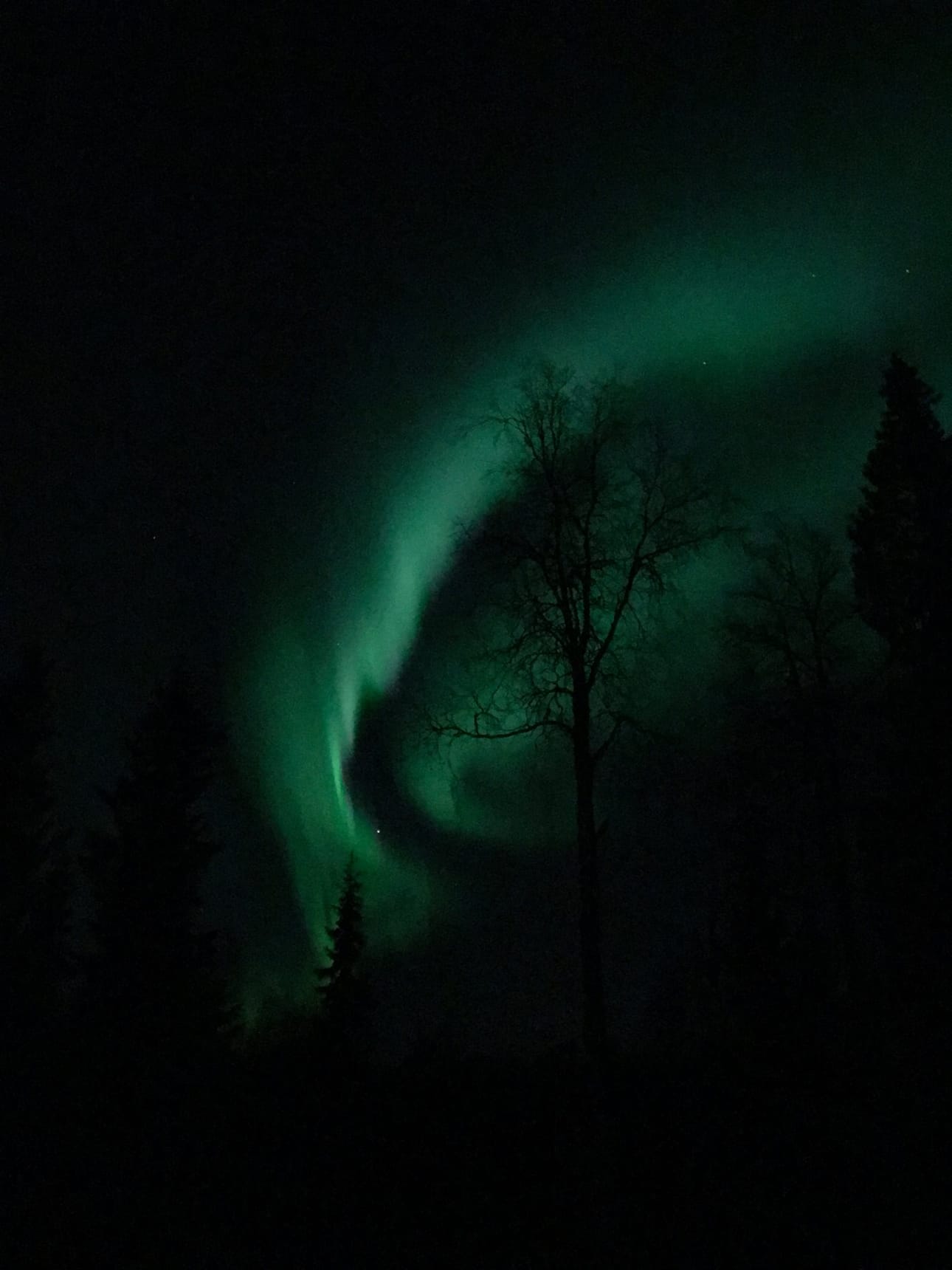 Loimuavat revontulet. Maassa ei ole vielä lunta, mutta revontulet ovat tulleet jo taivaalle. Talvi lähestyy.