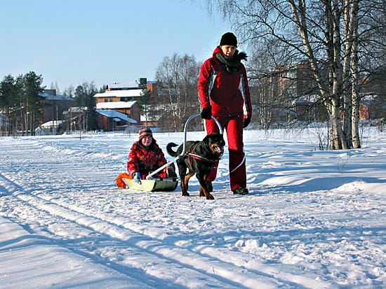 Totuttuaan rahtiinsa Aava-koira vetää ahkiota mielellään. Kyydistä nauttii Minttu, Riikka Kaijalainen varmistaa, että vetojuhta pysähtyy tarvittaessa.