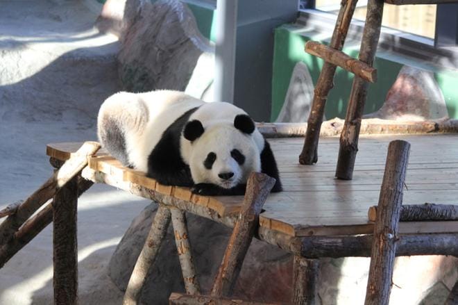 Pandat lukeutuvat Ähtärin eläinpuiston asukkeihin. Ähtärin kaupunginhallitus päätti esittää kaupunginvaltuustolle eläinpuistoyhtiön pääoman vahvistamista kahdella miljoonalla eurolla. ARKISTOKUVA: SAILA COLLANDER