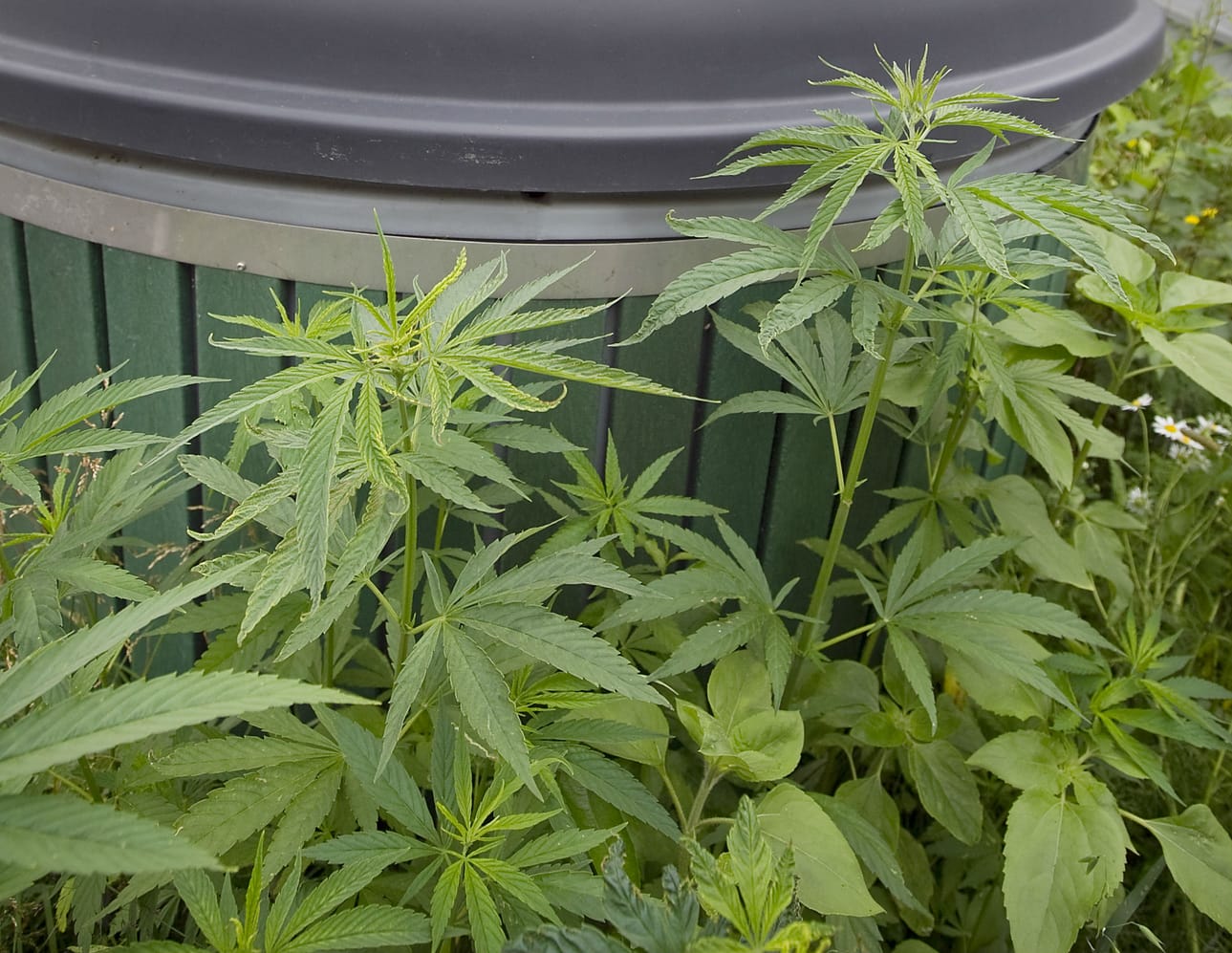 Koiran omistajalta paljastui kannabisviljelmä. Arkistokuva, joka ei liity tapaukseen.