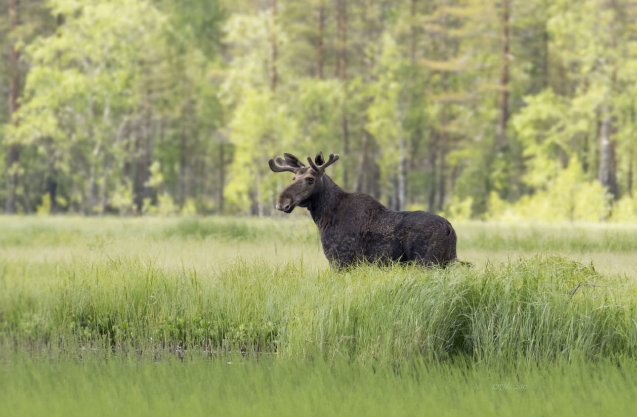 Peltohirvien metsästyskausi alkaa tulevana lauantaina 1. syyskuuta. Kuva Kari Myllykoski