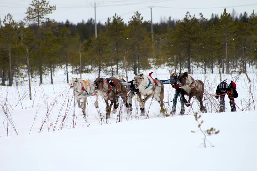 Porokilpailukausi on käynnistynyt. Tällä viikolla kilpaillaan Yli-Iin Kierikissä.