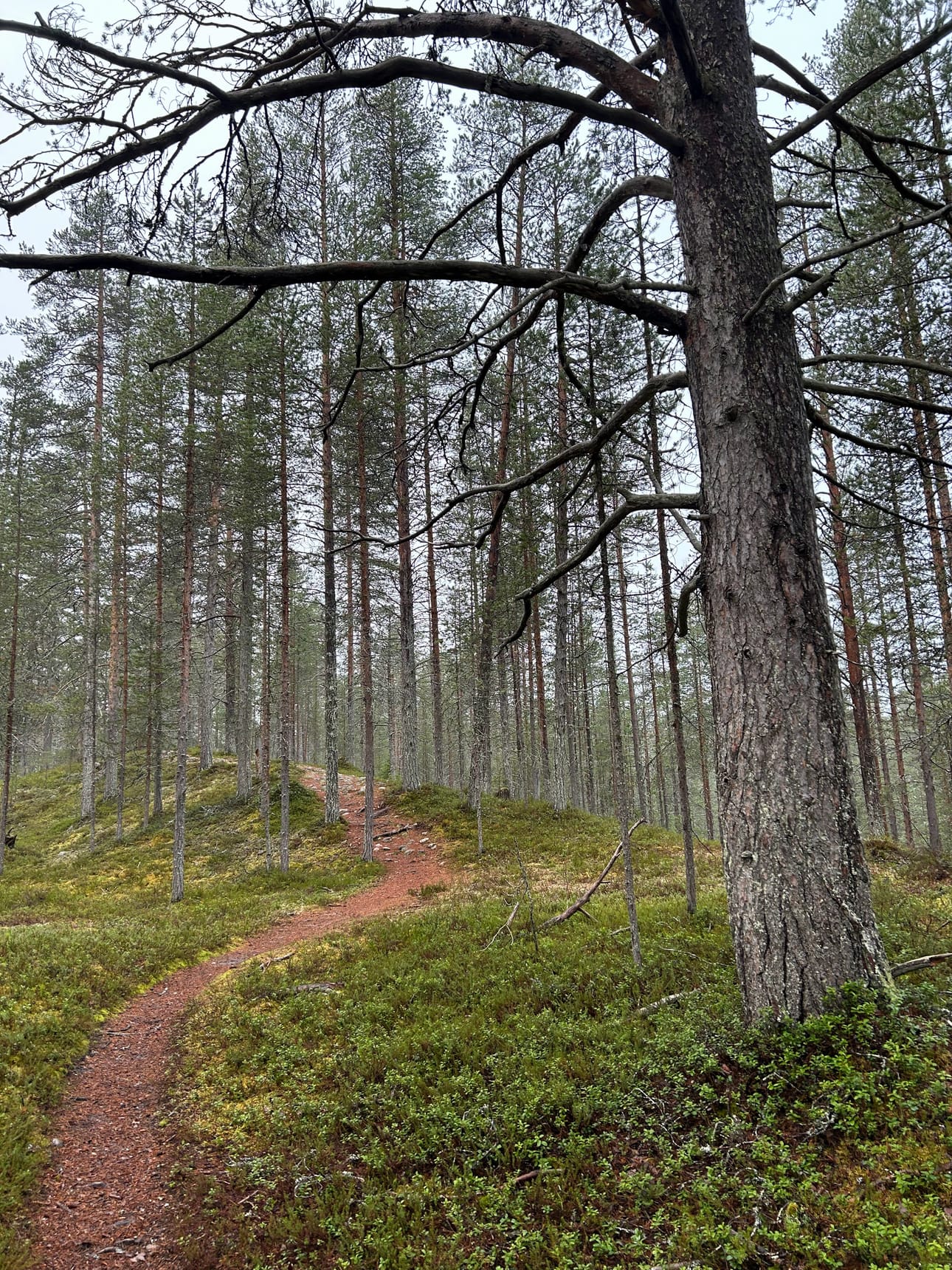 Varsinaisen Hirsiniemen puolella lähdetään nousemaan harjun laelle.