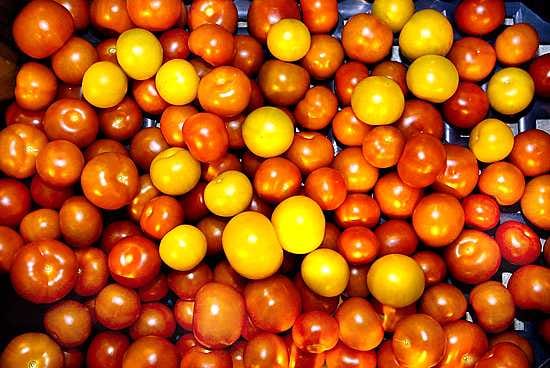 Tomaatit saavat kyytiä Espanjassa.