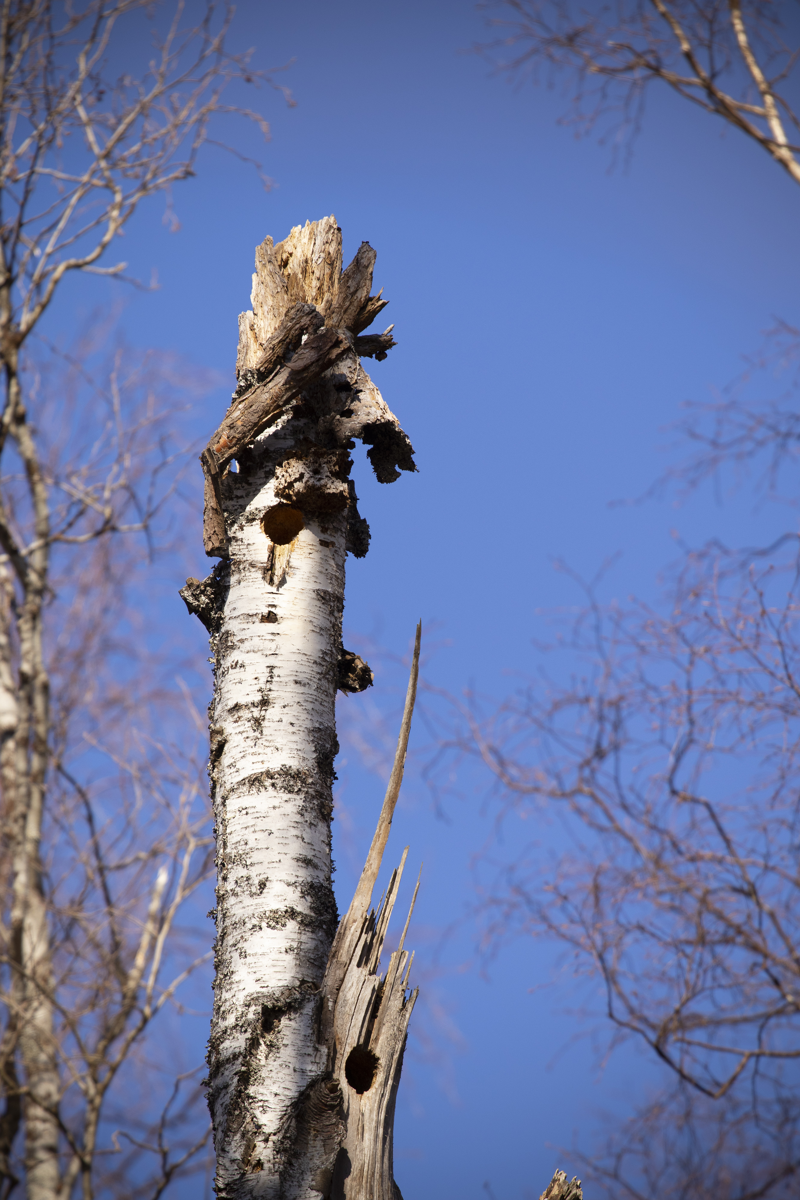<p>Valkoselkätikan nokan-jälkiä. Ylintä koloa on koverrettu tänä kesänä. Kenties sinne on valmistunut pesä.</p>